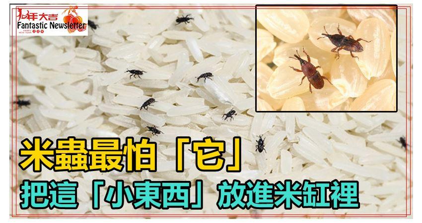 大米里有米虫怎麼办?教你一招,放几粒它进去,米虫自己跑出来