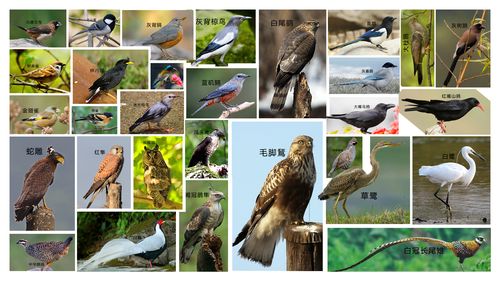 干货常见鸟类野外识别拔高篇
