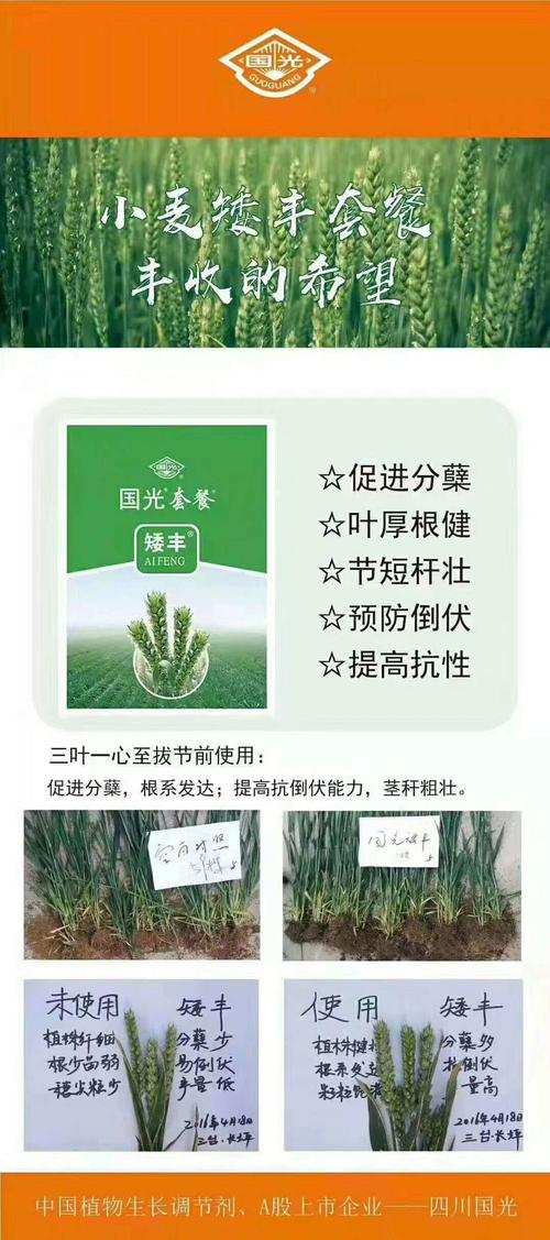 小麦高产套餐:矮丰套餐 优丰套餐.