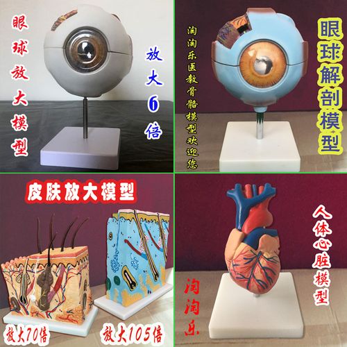 人体立体皮肤放大模型 心脏解剖 眼球模型 医用骨骼厂家直销骨架