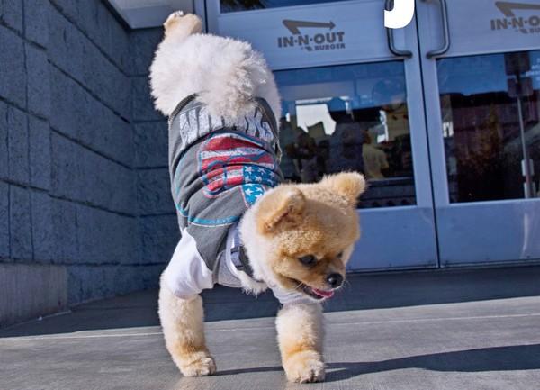 国际中心/综合报导 美国一只博美狗杰夫(jiff),有著狗狗界飞毛腿的