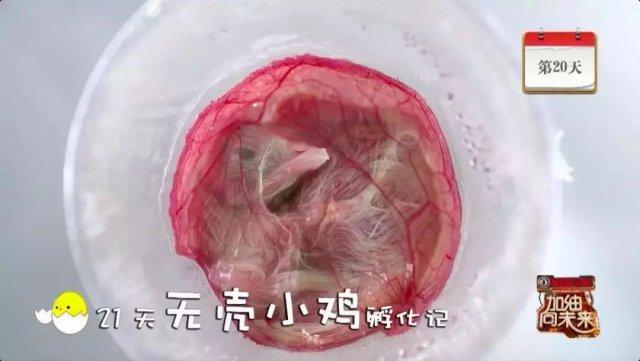 无壳孵化小鸡全过程(附视频)