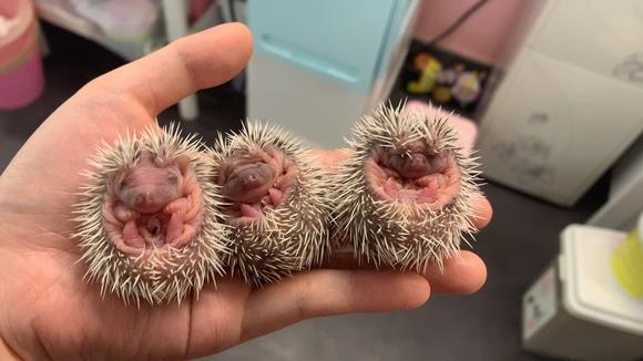 非洲迷你刺猬的小时候,一个个像板栗一样