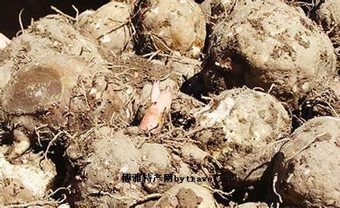 巴东魔芋巴东魔芋是湖北省恩施州巴东县的特产.