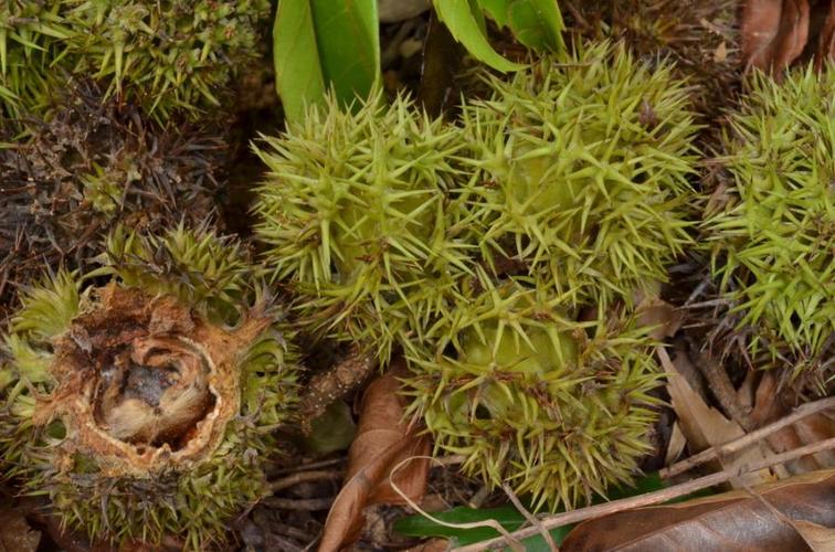 *欢迎读者补充此物种资讯,特别欢迎提供照片