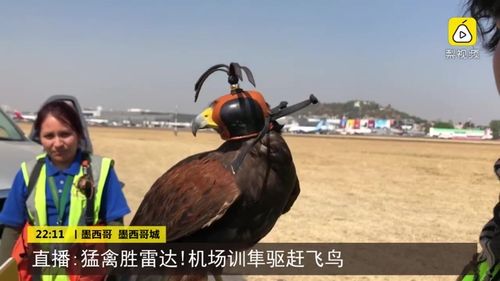 直播:猛禽胜雷达!机场训隼驱赶飞鸟