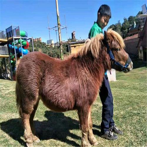 养殖场低价出售矮马矮马价格批发价格