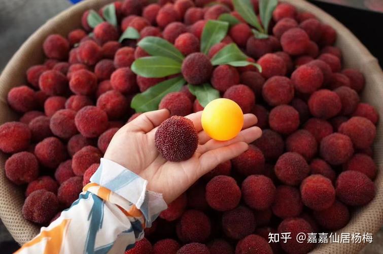 仙居杨梅甲天下