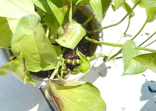 绿萝各种黄叶问题诊断