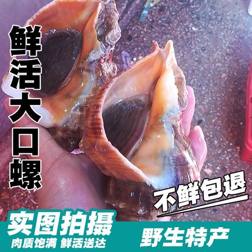 野生新鲜大海螺渤海野生海螺当天海捕海鲜水产鲜活贝类大口螺
