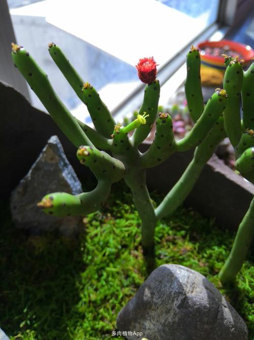光棍树开花了