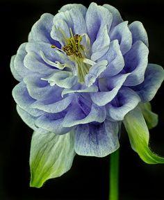 com black bat flower