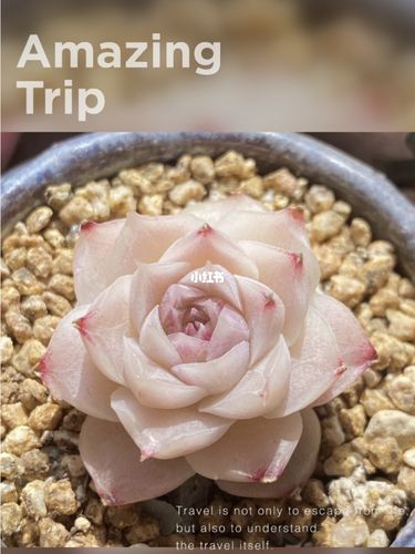 颜如玉_多肉植物_多肉控_家居家装_家居装饰