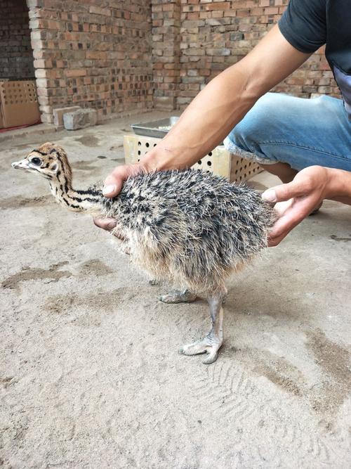 广西壮族自治贵港鸵鸟的饲养方法
