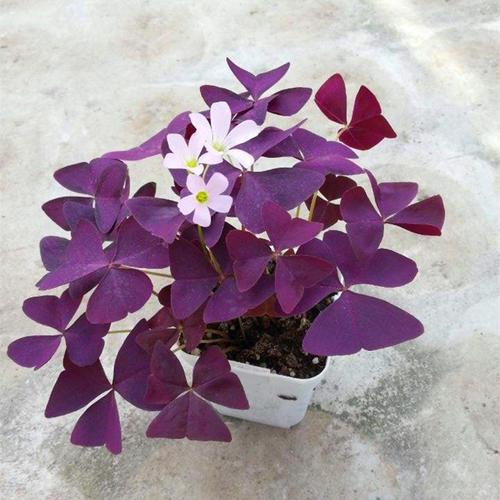 幸运草 紫叶酢浆草盆栽 种子 微景观观叶植物盆栽 办公室桌面绿植