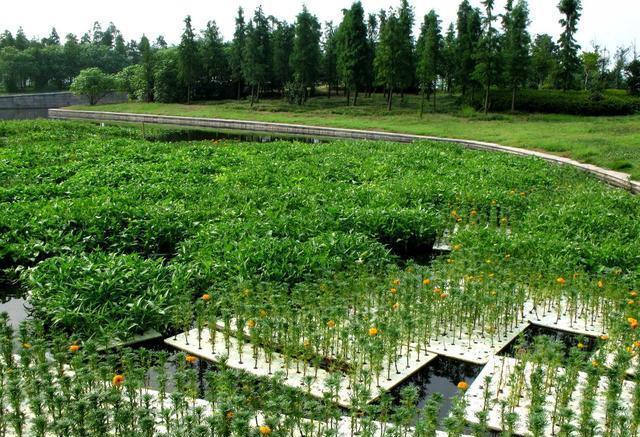 空心菜种植该如何无土栽培空心菜的无土栽培技术