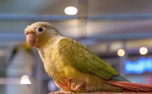 品种还很丰富,比较常见的有:凤梨小太阳,肉桂小太阳,黄边小太阳等