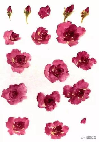 【国画教程】月季花的画法详解
