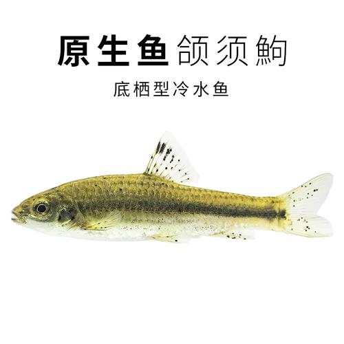溪流群游小型短须颌须原生中下层底栖杂食冷水鱼鱼