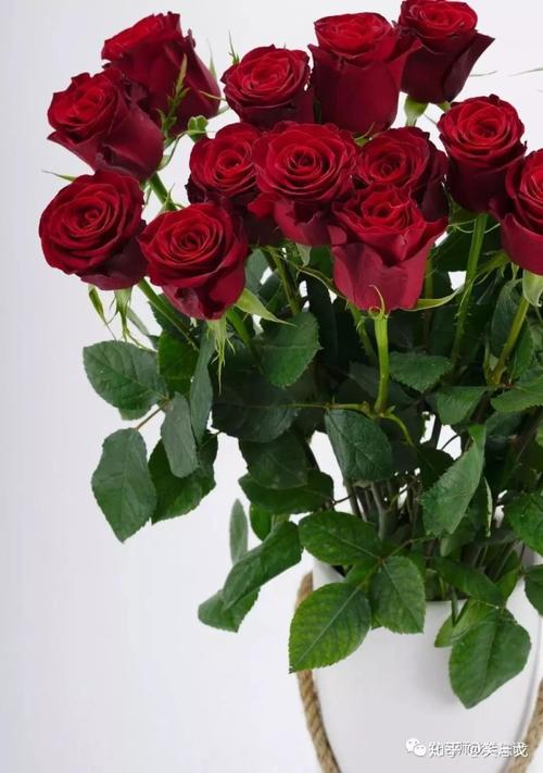 高原红玫瑰 | 国人最爱的丝绒红,花型优雅,花色饱满浑厚