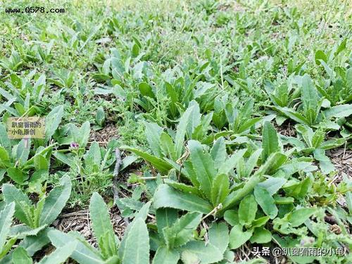 不是荠菜,苦菜,这种野菜一样营养好吃,你见过但是不一定吃过