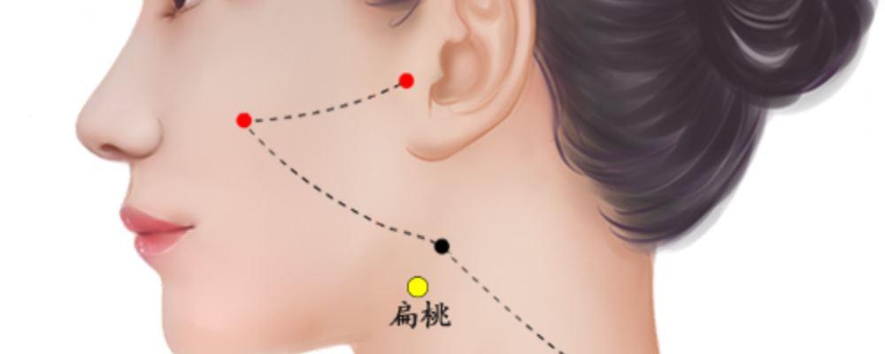 【释名】扁桃体为解剖名词,本穴能治疗扁桃体炎以及因扁桃体炎引起的