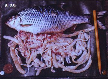 杀鲫鱼的时候肚子有粉色