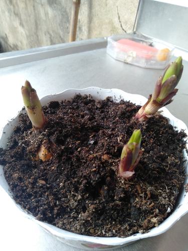 五(3)班汪俊宇 百合花的生长过程