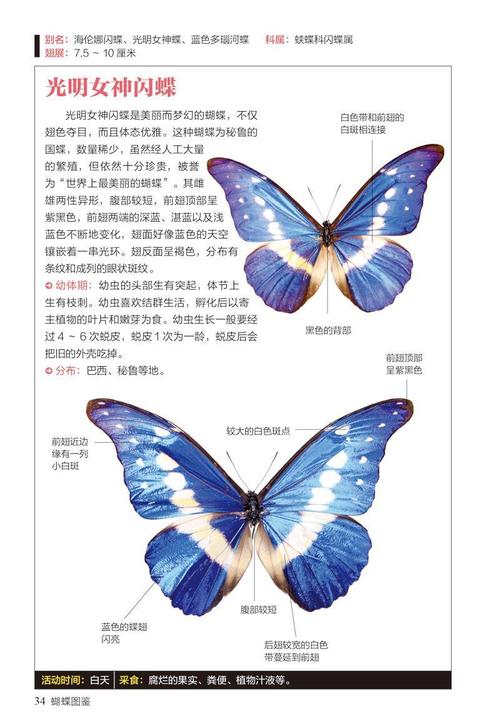 蝴蝶图鉴:158种蝴蝶与60种蛾类的特征与识别