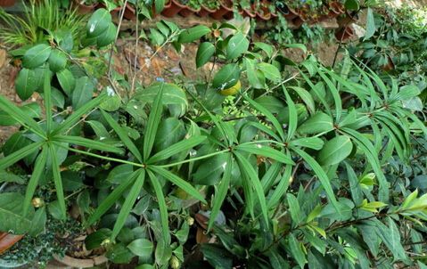 黄精的功效与作用及食用方法