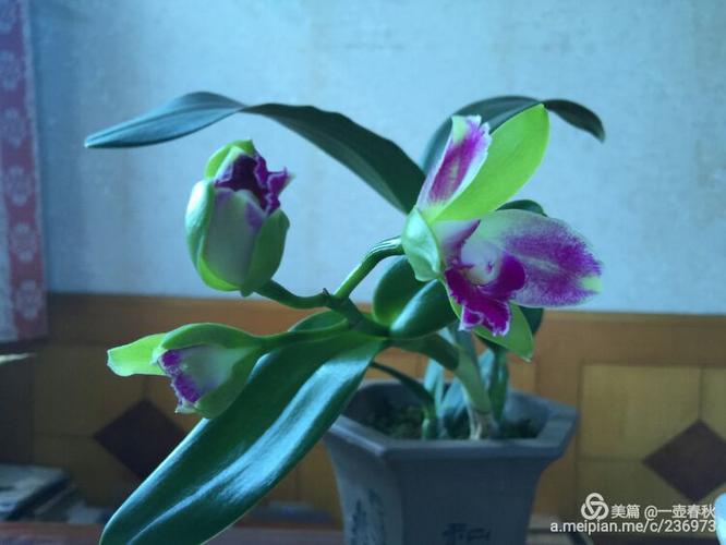 养了三年的卡特兰终于开花了,我用手机拍下了这组照片