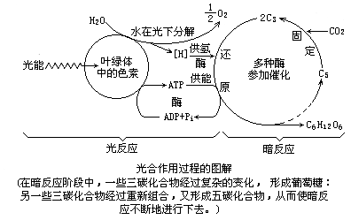 光合作用示意图?
