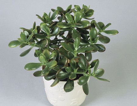 燕子掌生虫了怎么办 常见虫害的防治清除方法