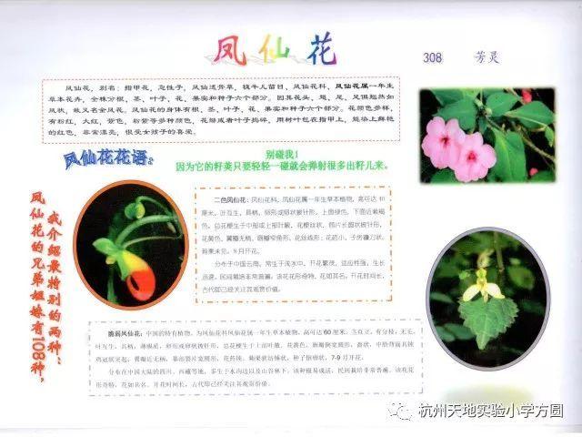 任何一种植物背后都有许多故事,凤仙花也不例外,三年级