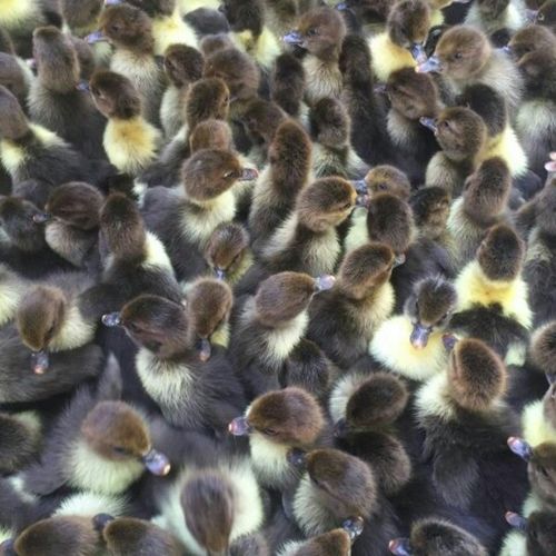 番鸭苗 红头雁 大种黑番鸭苗