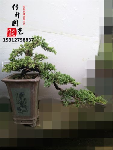 新西兰珍珠柏造型盆景地柏苗柏树盆景松树盆景包邮办公室盆栽花卉_7折