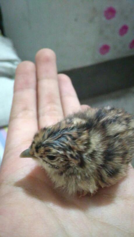 头上有豹纹的鸟