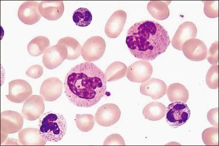 显微镜下的血细胞