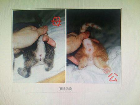 母猫,公猫下面有蛋蛋n 追问: 你肯定吗 追答: 肯定