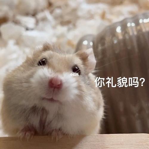 仓鼠表情包91_表情包_仓鼠_仓鼠表情包_素材_表情包