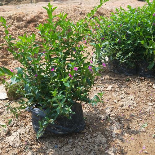 满天星 星星花 星花 萼距花 杯苗 袋苗 地被植物 工程