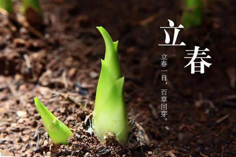 万物生长立春日