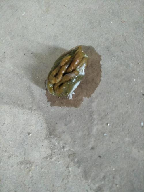 鸽子粪便是鸽子生病了吗,是什么病 该怎么治疗与预防?