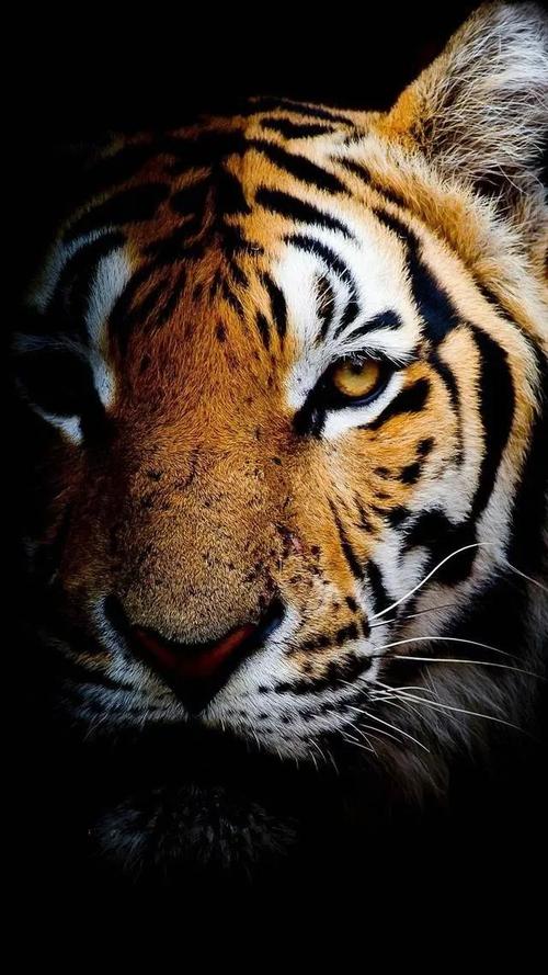 有没有那种超级超级超级可爱的或者霸气的动物壁纸要那种高清的壁纸