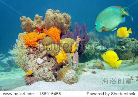 marine life underwater with tropical fish coral and sea sponges