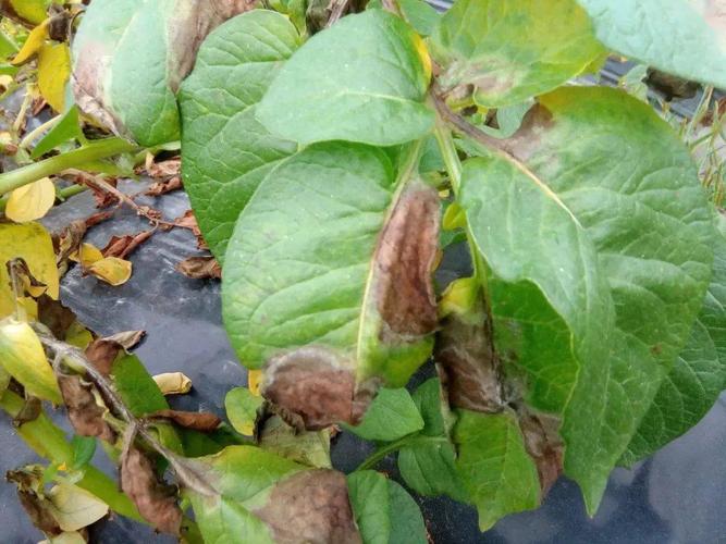 马铃薯晚疫病发生规律及其综合防治策略