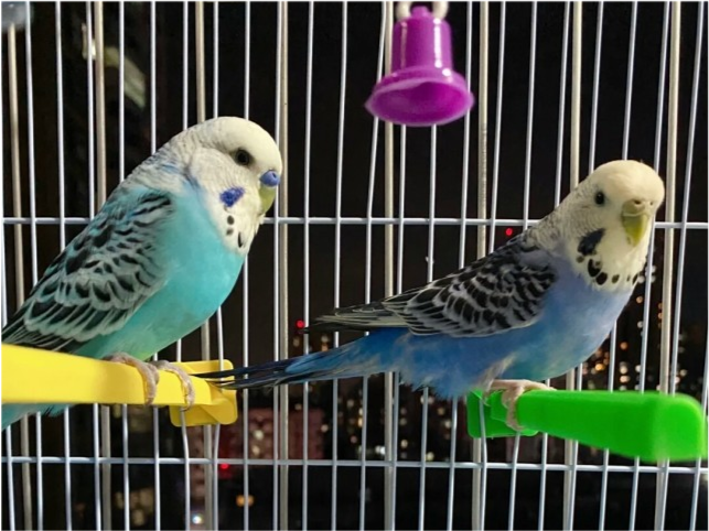 虎皮鹦鹉的寿命是多久?如何提高虎皮鹦鹉的寿命