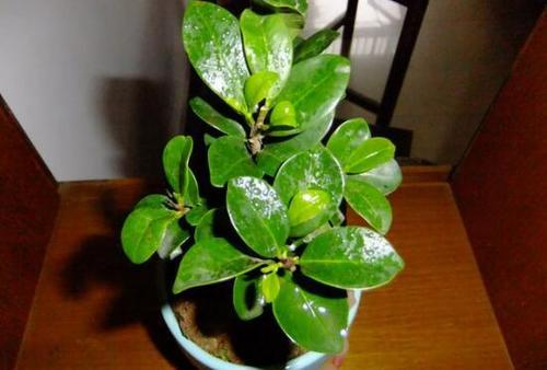 大伙可在春天抽芽前或8-9月花期完毕后,在珠兰盆栽上,剪去一年生的