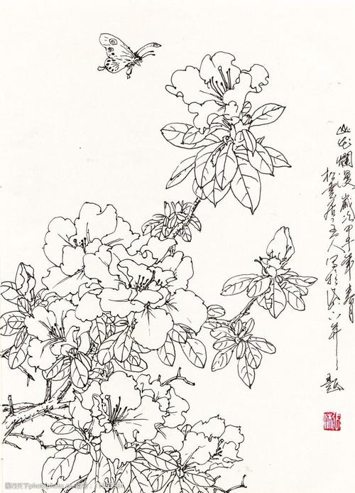 关键词:山花烂漫 杜鹃花 线描 白描 写生 花卉 国画花鸟 设计 文化
