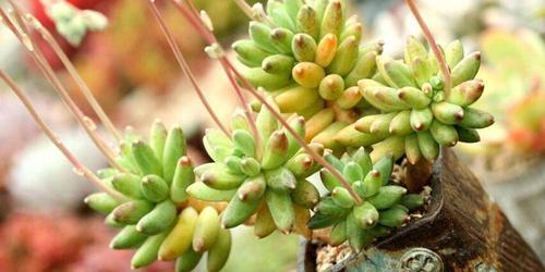 多肉植物的施肥需要注意什么多肉植物的施肥